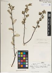 Foto von Salix karelinii Turcz. ex Stschegl.